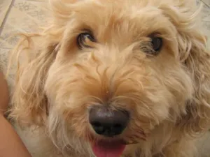 Cachorro raça Poodle idade 6 ou mais anos nome lilica