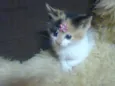 TRICOLOR