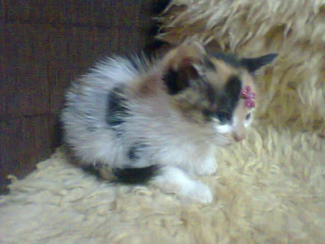 Gato ra a SRD Mix idade Abaixo de 2 meses nome TRICOLOR
