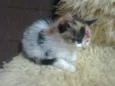 TRICOLOR