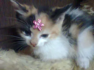 Gato raça SRD Mix idade Abaixo de 2 meses nome TRICOLOR