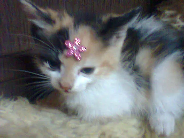 Gato ra a SRD Mix idade Abaixo de 2 meses nome TRICOLOR