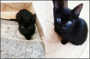 Gato raça SRD idade 2 a 6 meses nome NOVINHAS