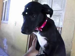 Cachorro ra a SRD idade 7 a 11 meses nome KADYJA