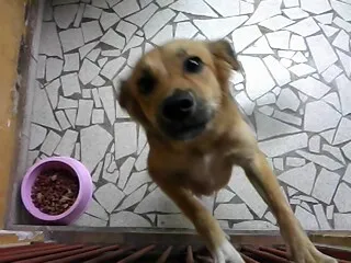 Cachorro ra a SRD idade 1 ano nome AMARELO