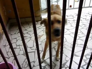 Cachorro raça SRD idade 1 ano nome AMARELO