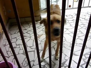 Cachorro ra a SRD idade 1 ano nome AMARELO