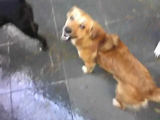 Cachorro ra a SRD idade 1 ano nome AMARELO