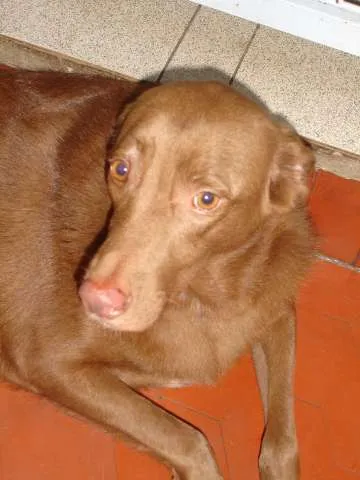 Cachorro ra a SRD idade 4 anos nome MEL