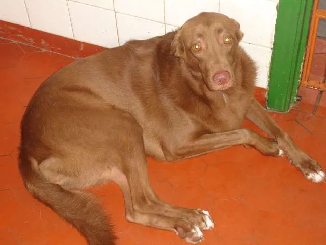 Cachorro ra a SRD idade 4 anos nome MEL