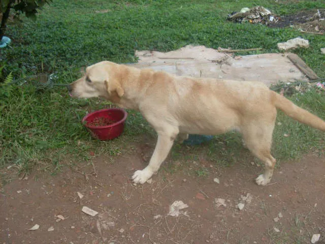 Cachorro ra a labrador idade 6 ou mais anos nome macho