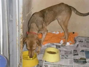 Cachorro raça SRD idade 7 a 11 meses nome Bob 