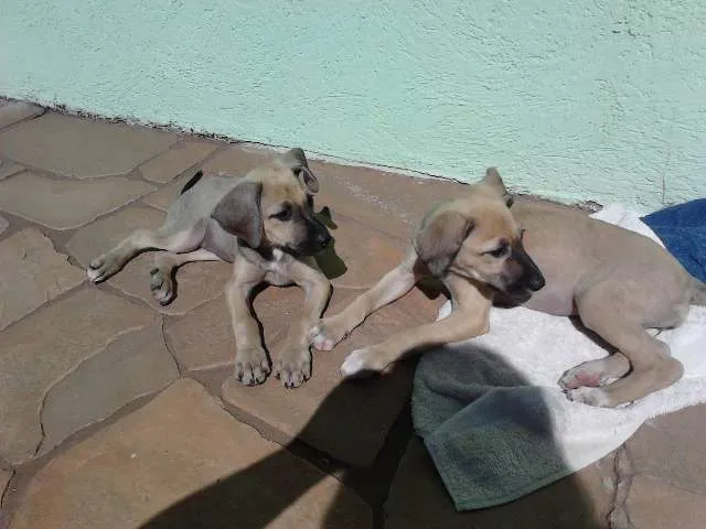 Cachorro ra a SRD idade 2 a 6 meses nome Pipoca e Paçoca (Pr