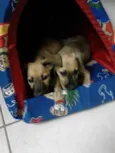 Pipoca e Paçoca (Pr