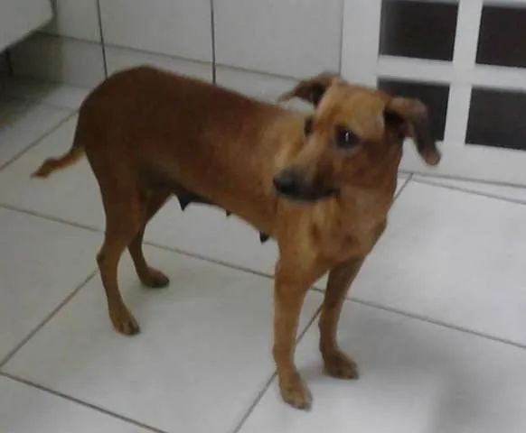 Cachorro ra a SRD idade 3 anos nome Nina (provisório)