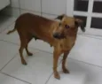 Nina (provisório)