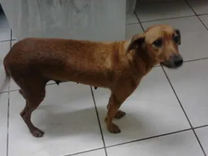 Cachorro raça SRD idade 3 anos nome Nina (provisório)