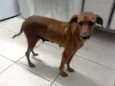 Nina (provisório)