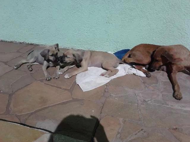 Cachorro ra a SRD idade 2 a 6 meses nome Pipoca e Paçoca (Pr