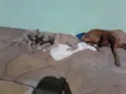 Pipoca e Paçoca (Pr