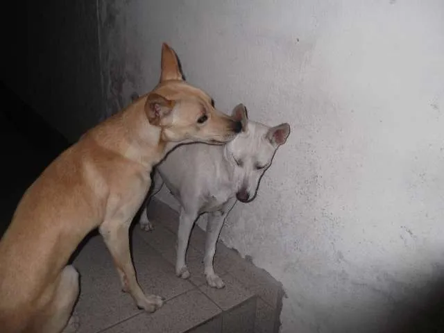 Cachorro ra a vira-lata idade 1 ano nome Huck