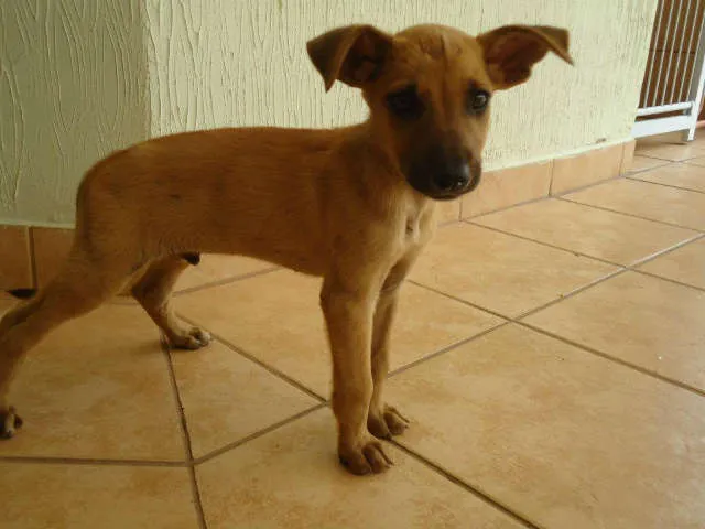 Cachorro ra a SRD idade Abaixo de 2 meses nome tom