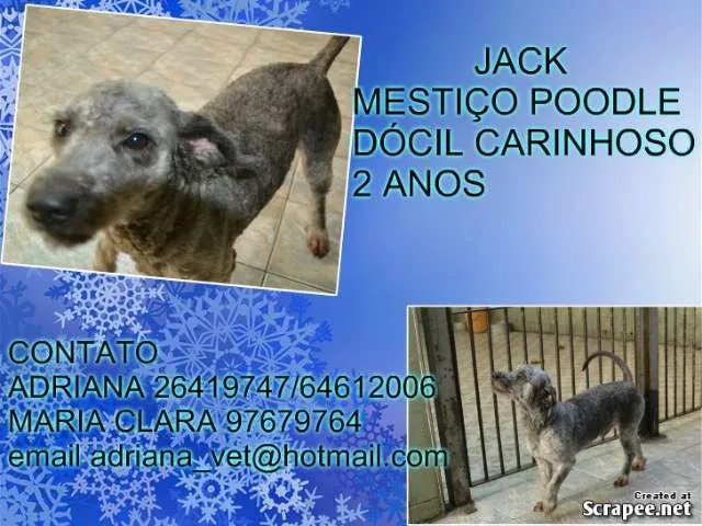 Cachorro ra a Poodle idade 2 anos nome jack