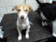 Branquinha