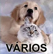 Cachorro ra a SRDmix idade  nome VÁRIOS