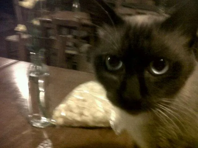 Gato ra a Siamês idade 1 ano nome Lost