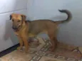 Pequena