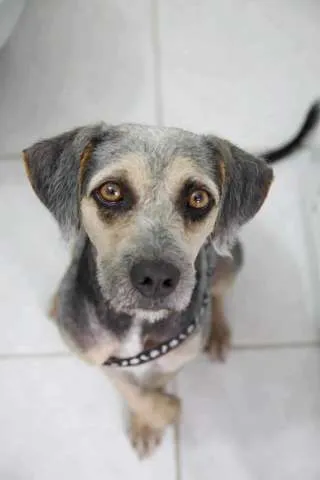 Cachorro ra a SDR idade 2 anos nome Nina