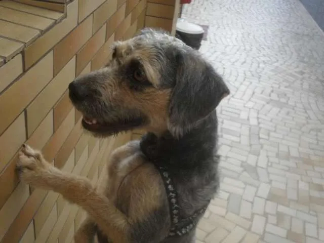 Cachorro ra a SDR idade 2 anos nome Nina