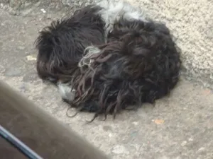 Cachorro raça mestissa idade 1 ano nome não tem