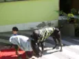 brutus e tuf
