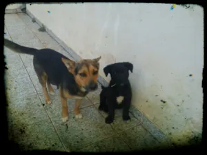 Cachorro raça SRD idade 3 anos nome TOTOCA