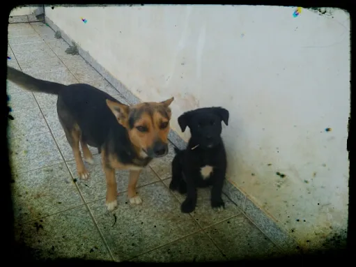 Cachorro ra a SRD idade 3 anos nome TOTOCA