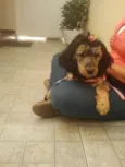 princesa