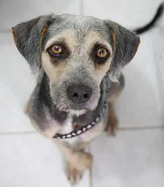 Cachorro ra a SDR idade 2 anos nome Nina
