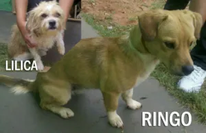 Cachorro raça SRDmix idade 1 ano nome RINGO e LILICA