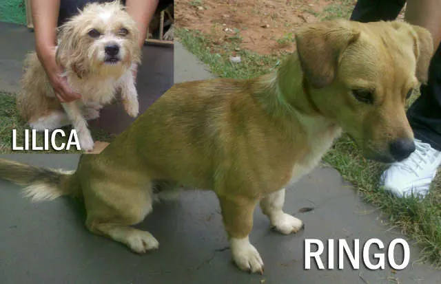 Cachorro ra a SRDmix idade 1 ano nome RINGO e LILICA