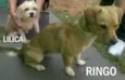 RINGO e LILICA