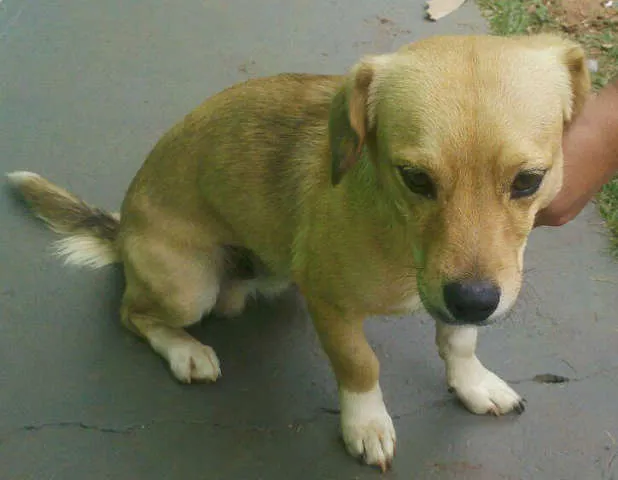 Cachorro ra a SRDmix idade 1 ano nome RINGO e LILICA