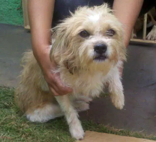 Cachorro ra a SRDmix idade 1 ano nome RINGO e LILICA