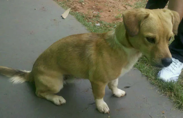 Cachorro ra a SRDmix idade 1 ano nome RINGO e LILICA