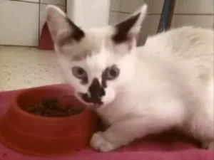 Gato raça SRD idade Abaixo de 2 meses nome Sem Nome 