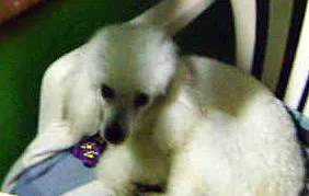 Cachorro ra a Poodle idade 4 anos nome Bob GRATIFICA
