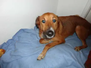 Cachorro raça SRD idade 2 anos nome Nico