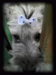 Belinha