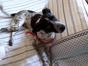 Cachorro raça srd idade 2 anos nome bolinha